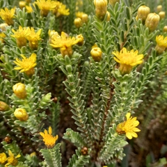 Oedera uniflora