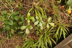 Cussonia thyrsiflora