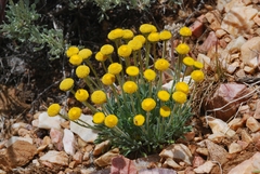 Erigeron aphanactis congestus