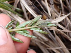 Cicuta douglasii