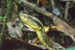 Bothrops jararaca
