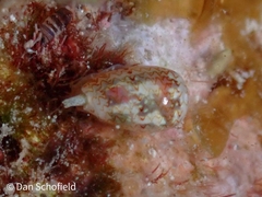 Persicula