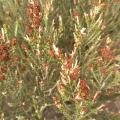 Passerina corymbosa