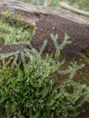 Lophocolea bidentata