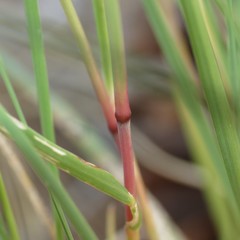 Blepharoneuron tricholepis