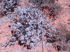 Eriocephalus ericoides