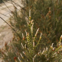 Passerina corymbosa