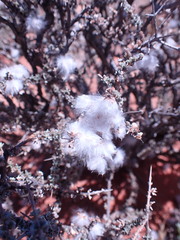 Eriocephalus ericoides