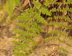 Cheilanthes bergiana