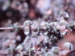 Eriocephalus ericoides