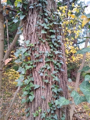 Hedera helix