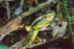 Bothrops jararaca