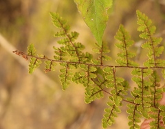 Cheilanthes bergiana