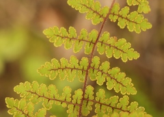 Cheilanthes bergiana