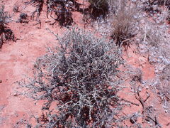 Pentzia