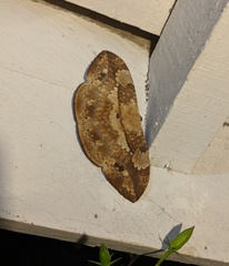 Sphingognatha asclepiades