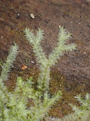 Lophocolea bidentata