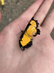 Xanthyris flaveolata