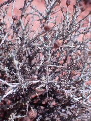 Pentzia