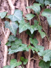 Hedera helix