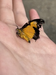 Xanthyris flaveolata