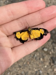 Xanthyris flaveolata