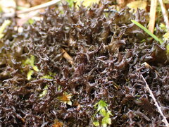 Scytinium palmatum