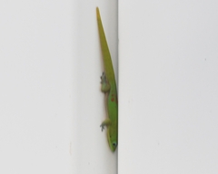 Phelsuma laticauda