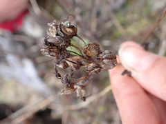 Penstemon serrulatus