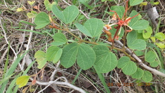 Bauhinia galpinii