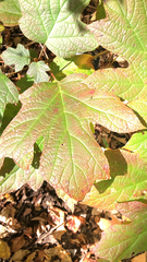 Hydrangea quercifolia