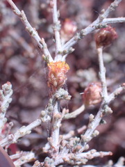 Pentzia