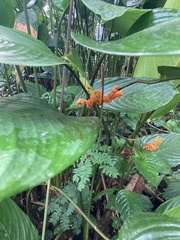 Stromanthe stromanthoides