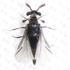 Strepsiptera