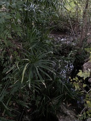Cyperus alternifolius