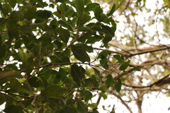 Olea capensis macrocarpa