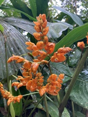 Stromanthe stromanthoides