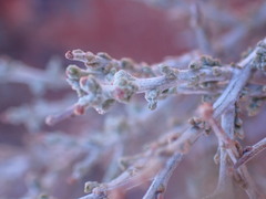 Pentzia