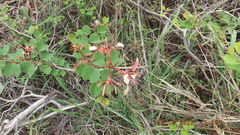 Bauhinia galpinii