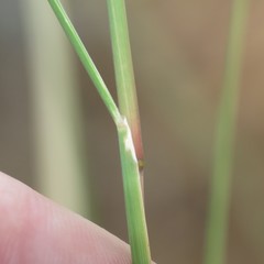 Blepharoneuron tricholepis