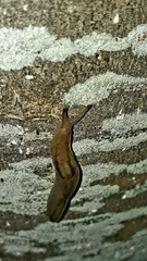 Ambigolimax valentianus