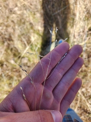 Piptochaetium fimbriatum