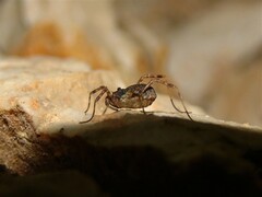 Lophopilio palpinalis