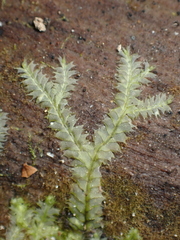 Lophocolea bidentata