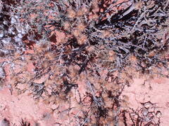 Pteronia erythrochaeta