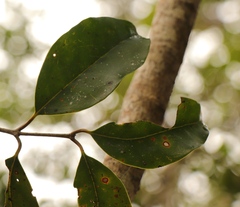 Olea capensis macrocarpa