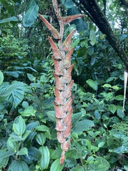 Heliconia vellerigera