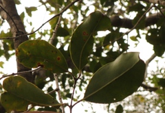 Olea capensis macrocarpa