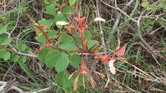 Bauhinia galpinii