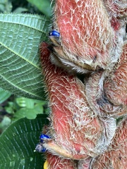 Heliconia vellerigera